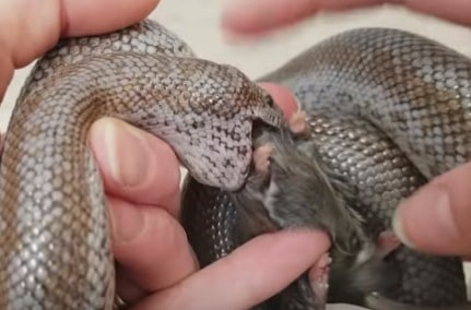 Rosy boa eating while being handled
