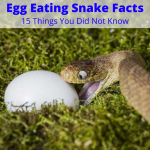Egg Eating Snake Facts