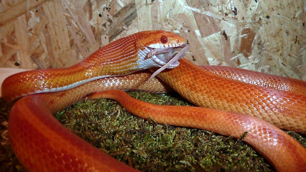 Corn snake eating mouse