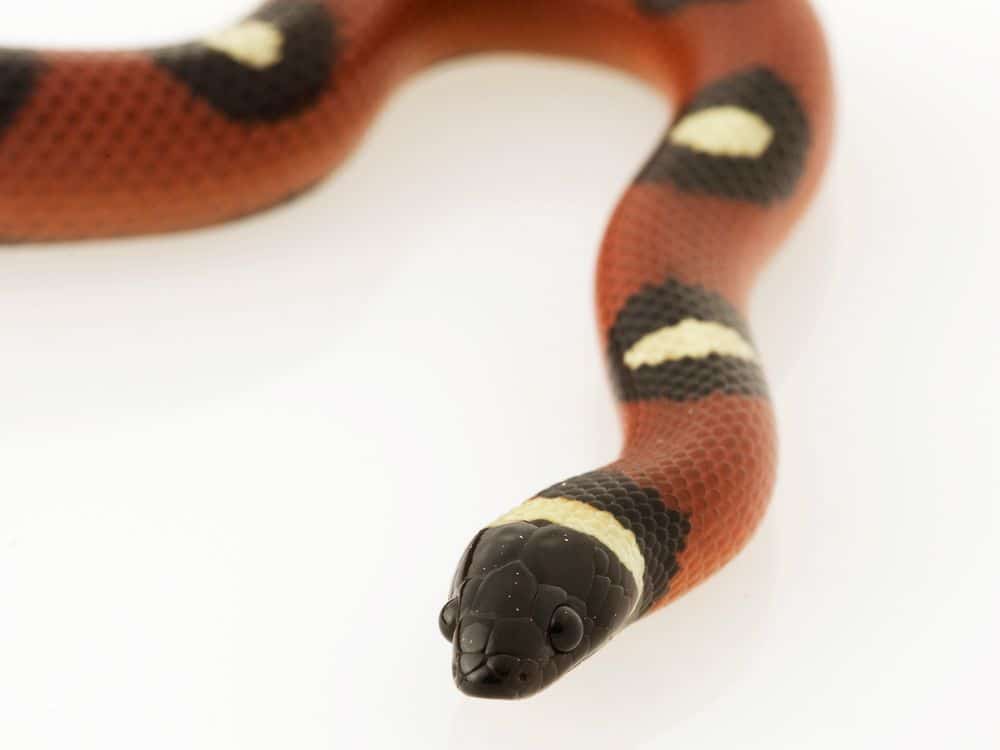 Spotted Mexican Milk Snake