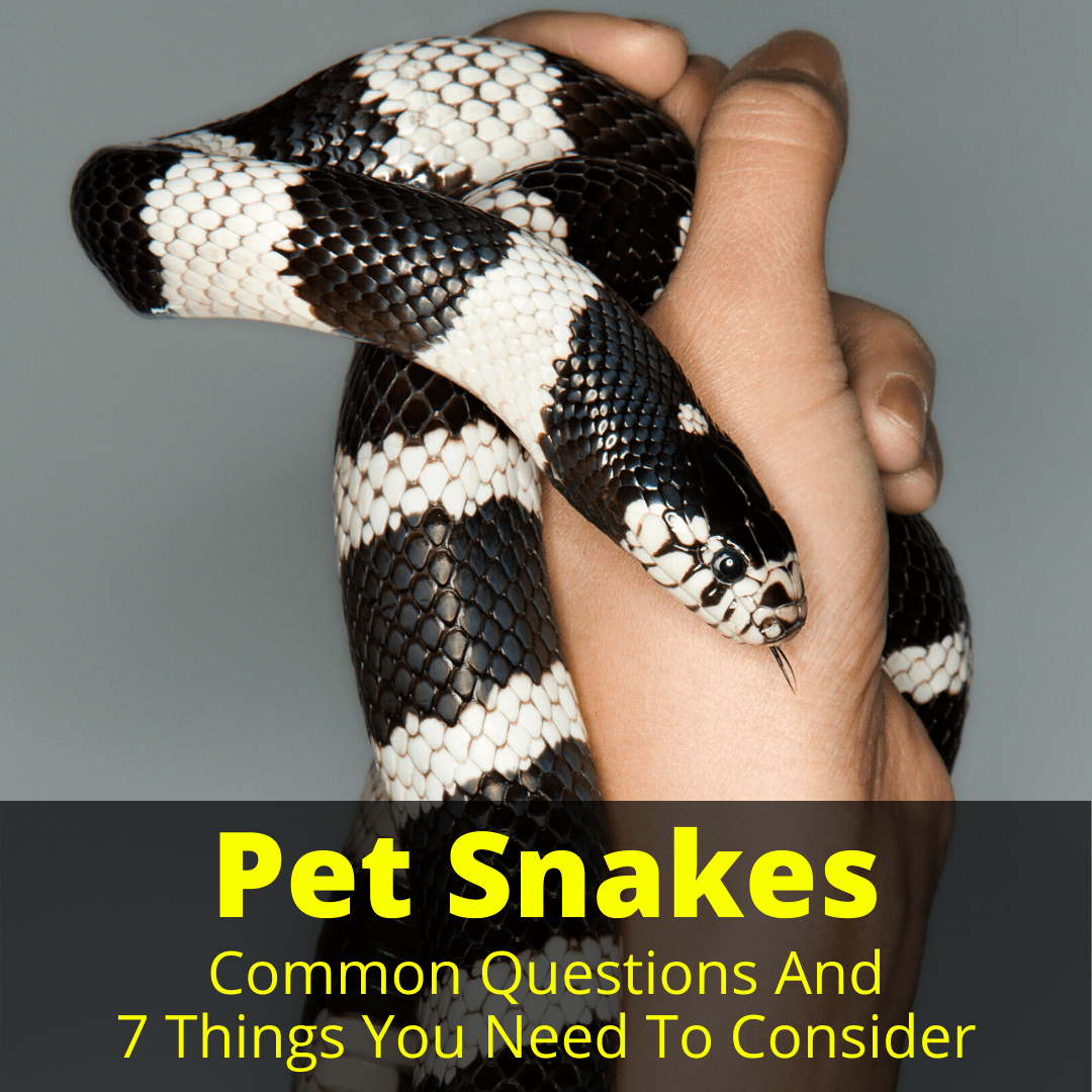 Pet snakes