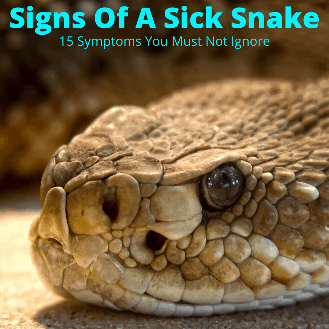 Snake showing signs of sickness