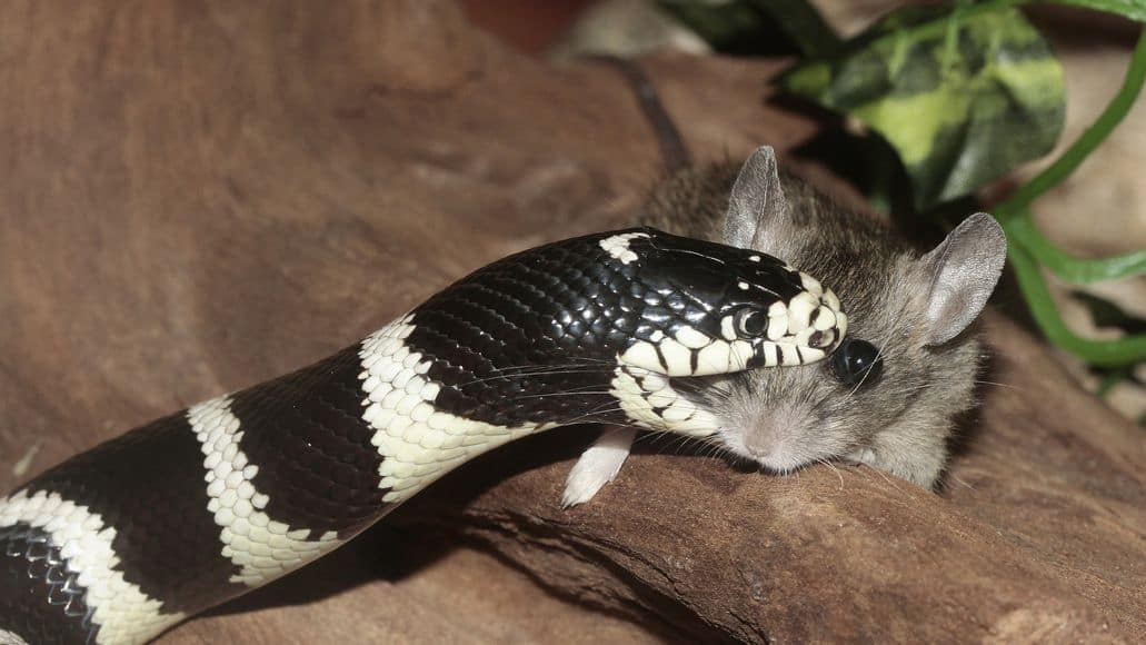 Natter snake eating live mouse