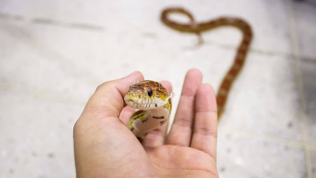Pet corn snake in hand