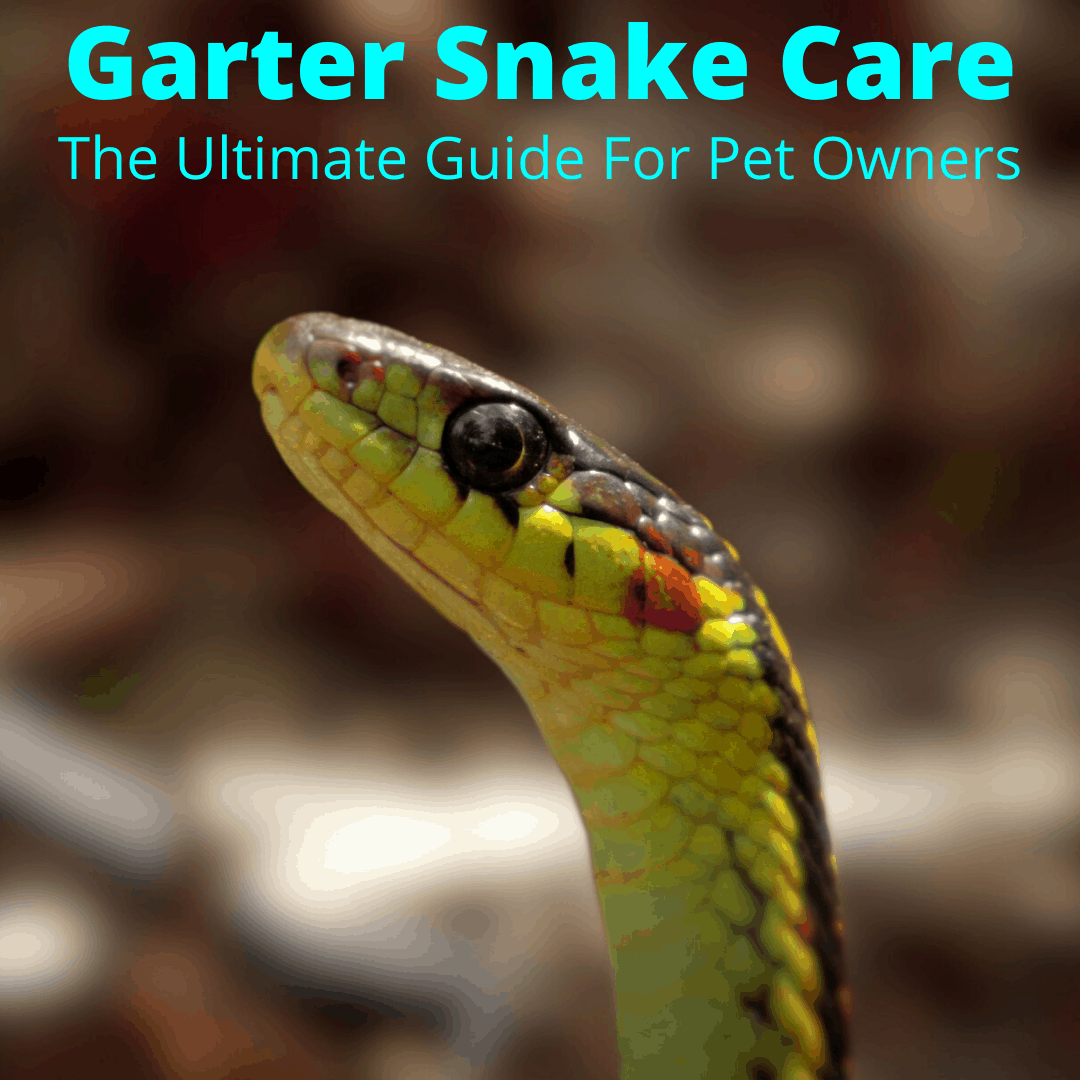 Garter Snake Care