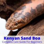Kenyan Sand Boa (Complete Care Guide For Beginners)