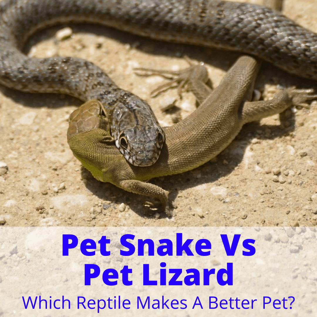 Pet Snake Vs Pet Lizard