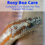 Rosy Boa Care