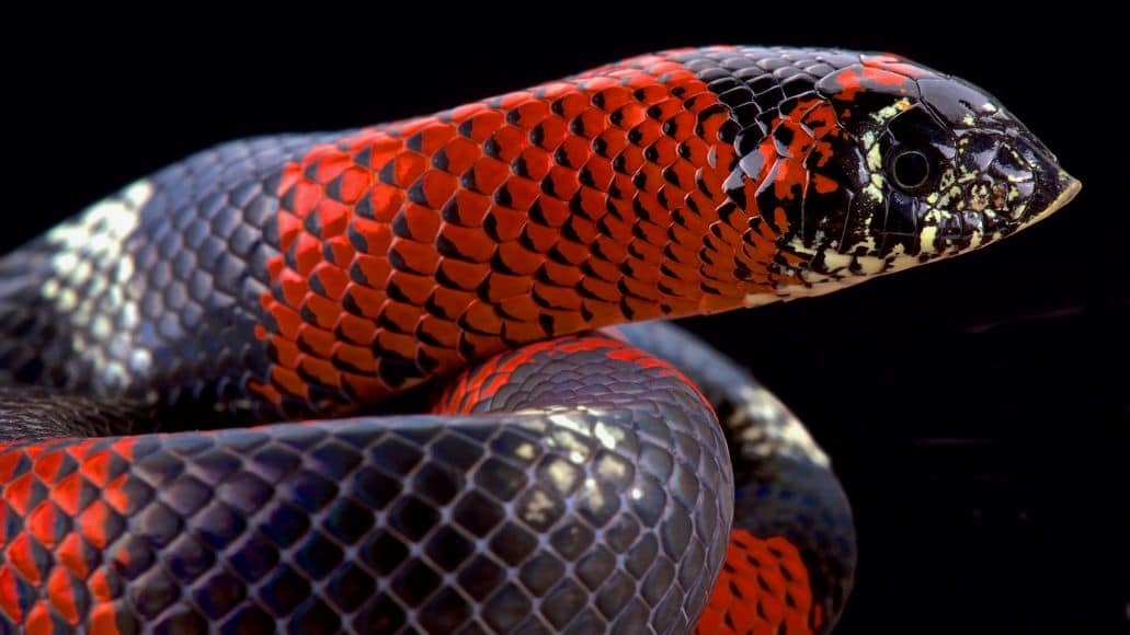 Tri-color hognose snake