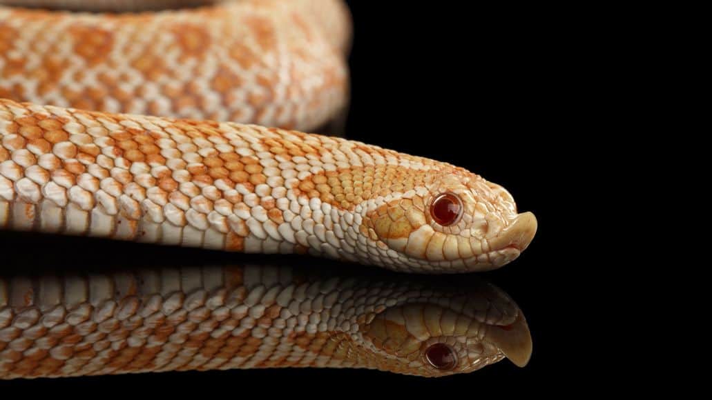 Hognose Snakes 9 Amazing Facts And Complete Care Guide