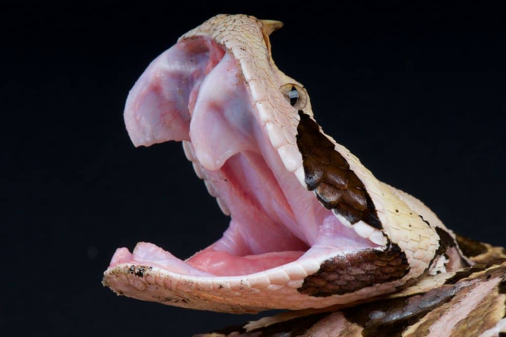 venomous snake teeth