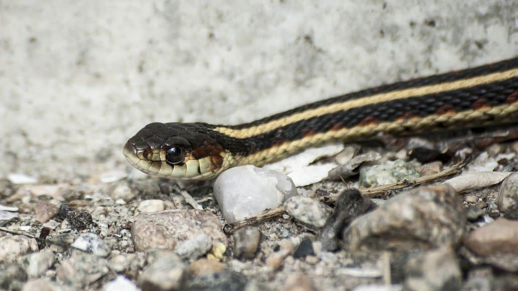 Garter Snake with distinguishing stripes