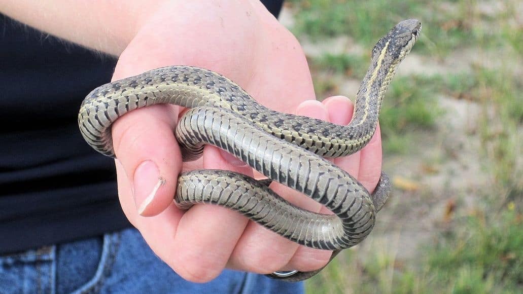 Pet garter snake