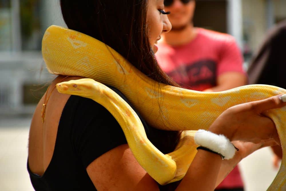 Girl holding tame python snake