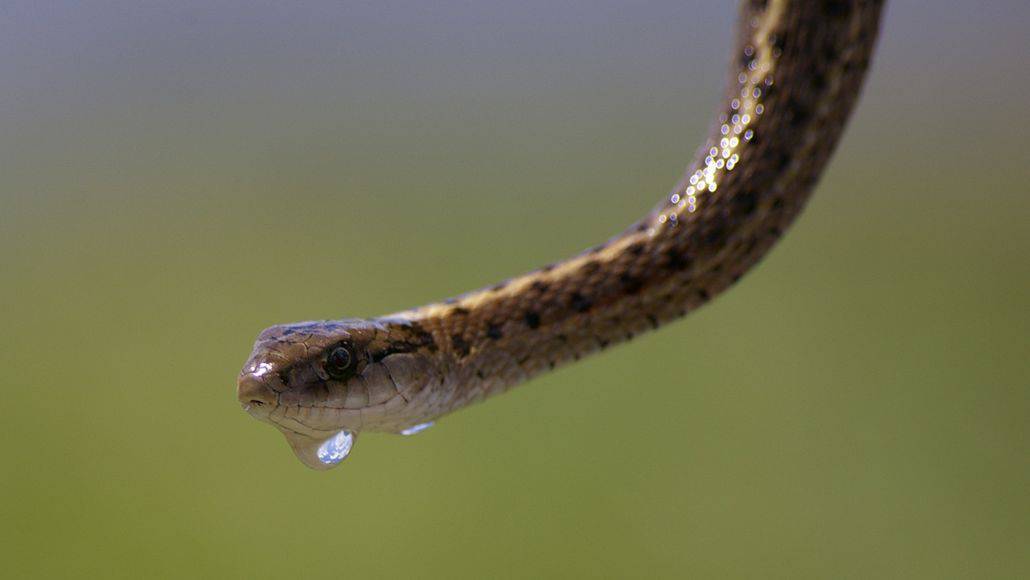 Water drop on garter snake
