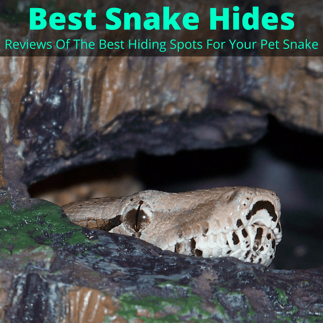 Best snake hides
