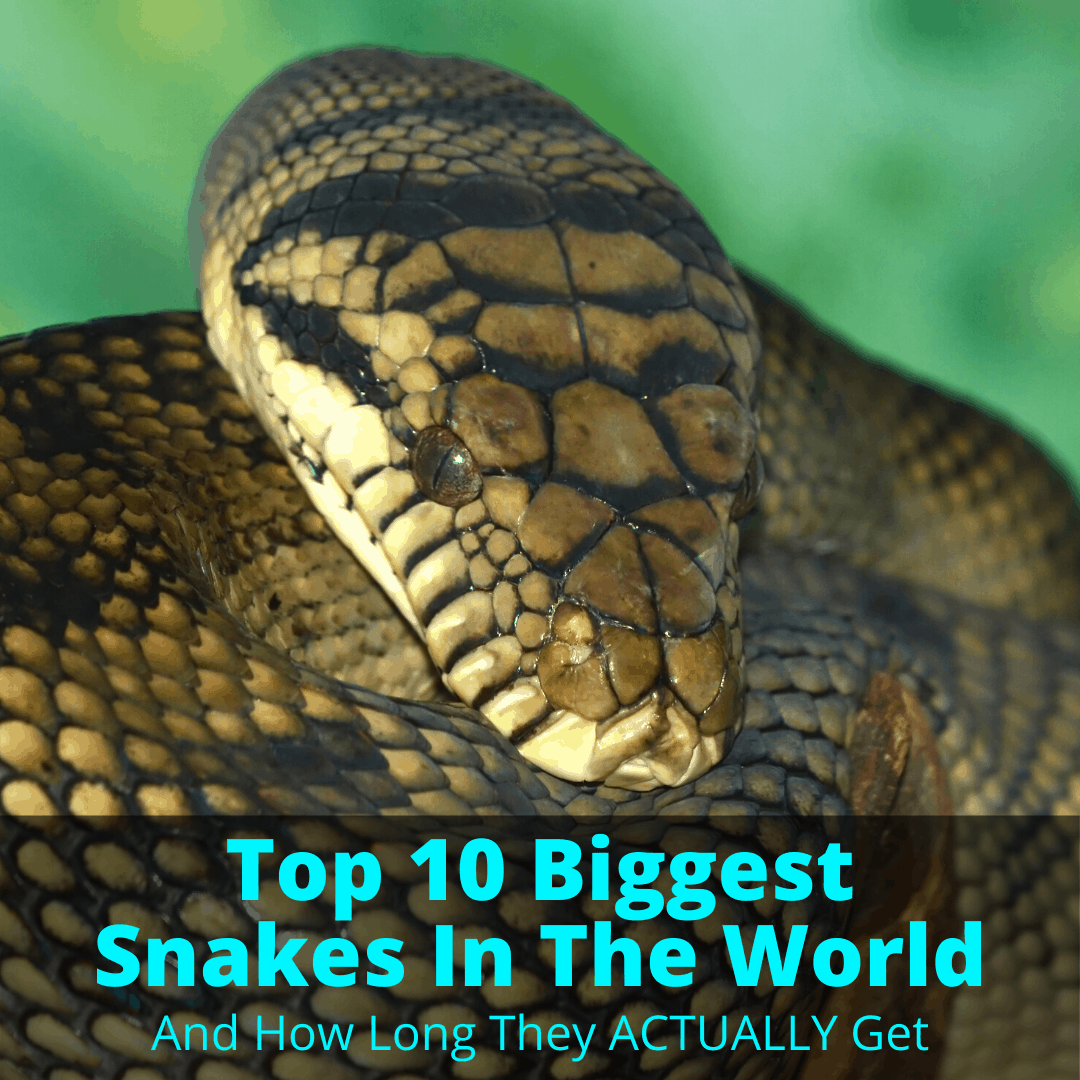 Top 10 Biggest Snakes In The World