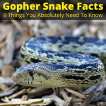 Gopher snake facts