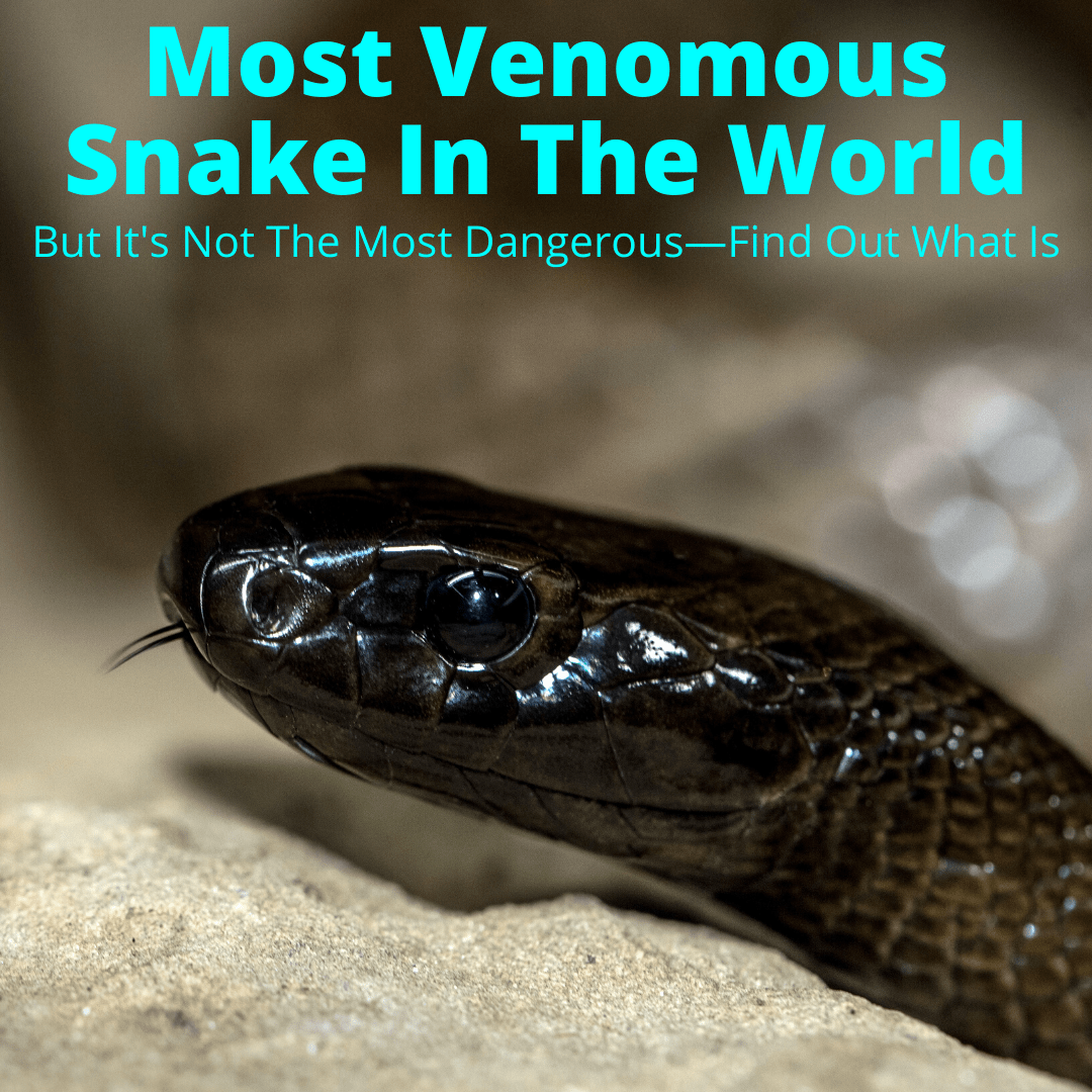 Most Venomous Snake In The World