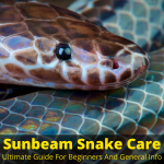Sunbeam Snake Care (Ultimate Guide For Beginners And General Info)