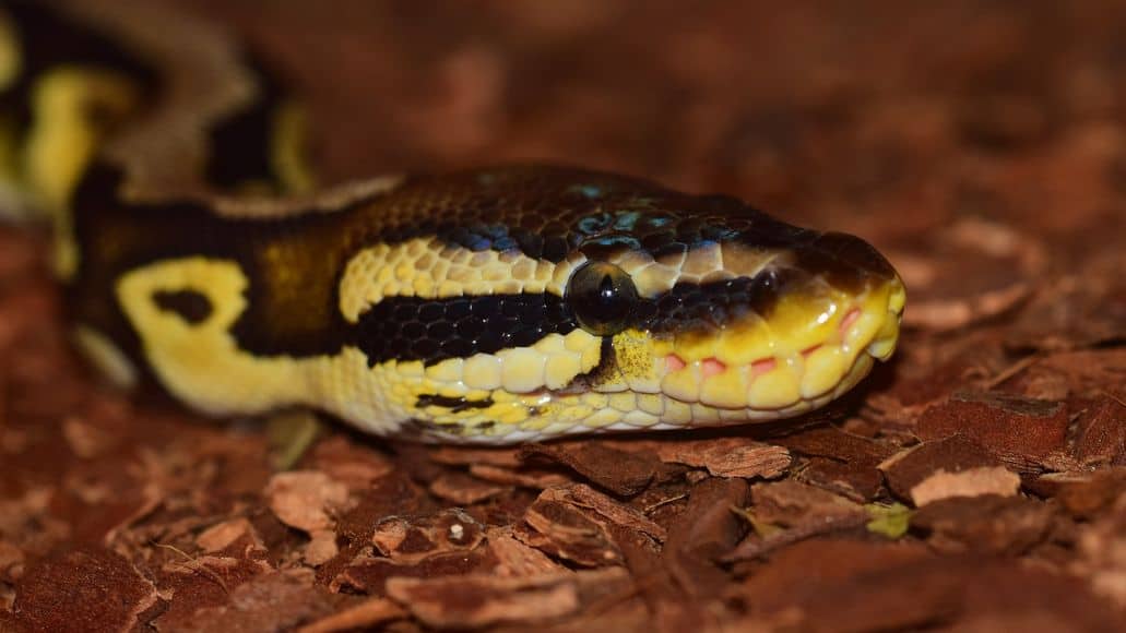 sedentary ball python