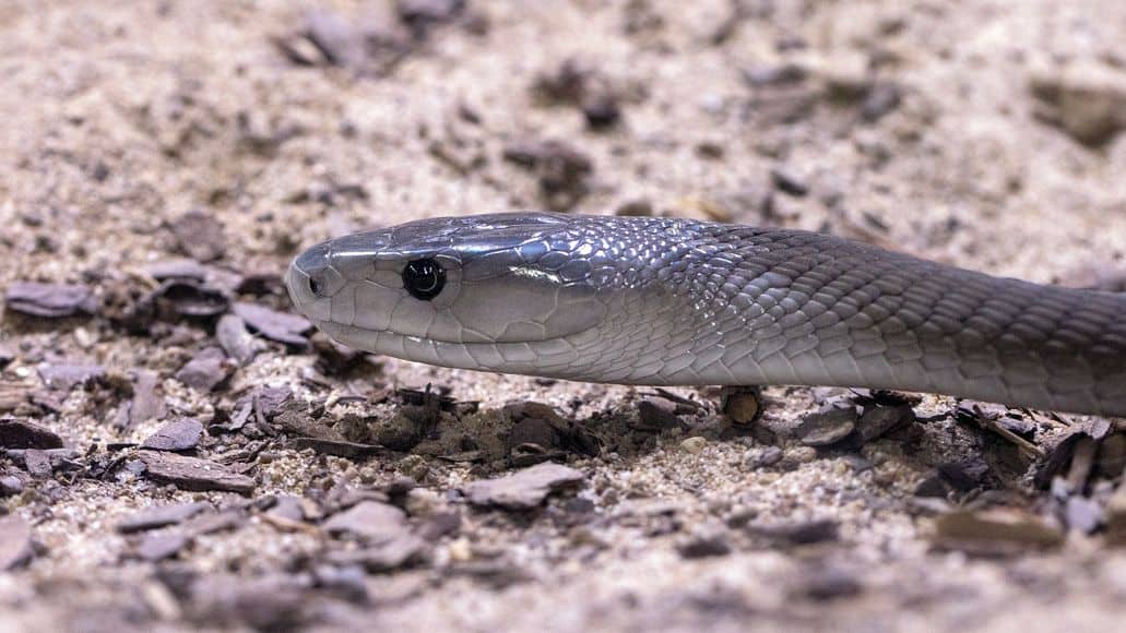 Deadly black mamba snake