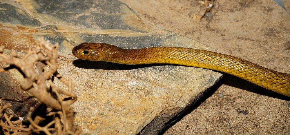 Brown inland taipan snake