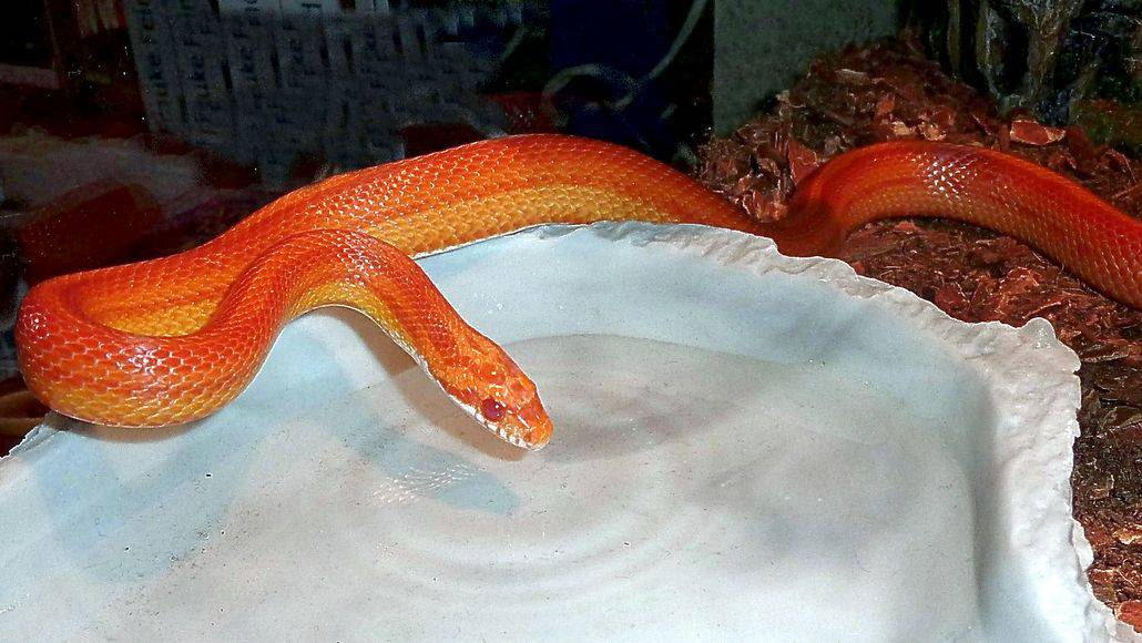 snake taking bath