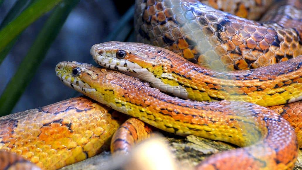 breeding corn snakes