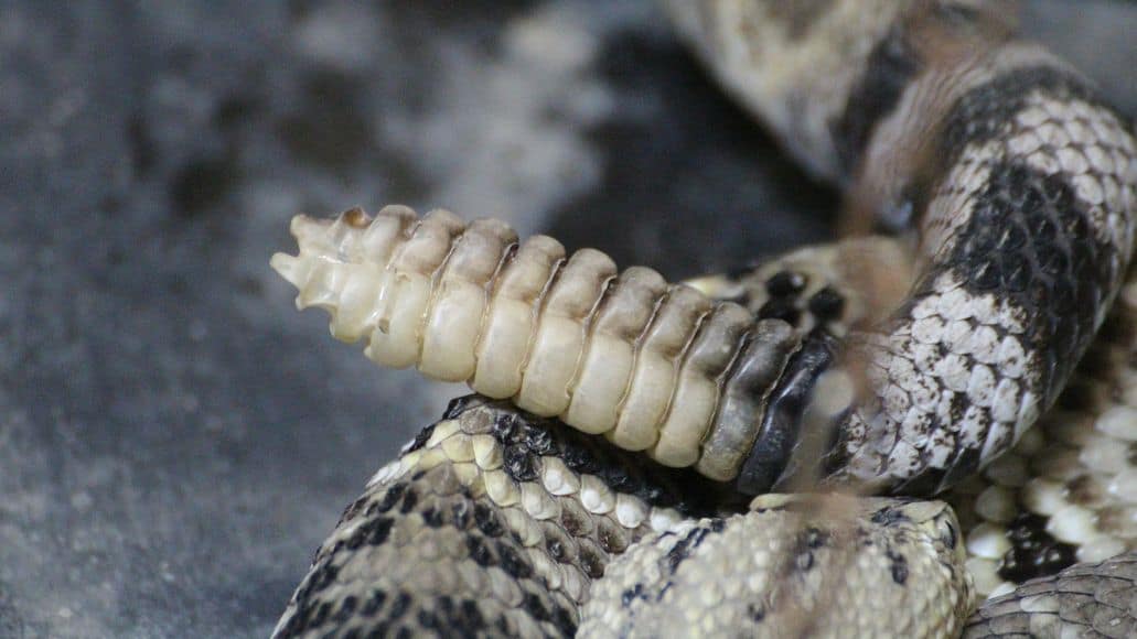 Rattlesnake rattle up close