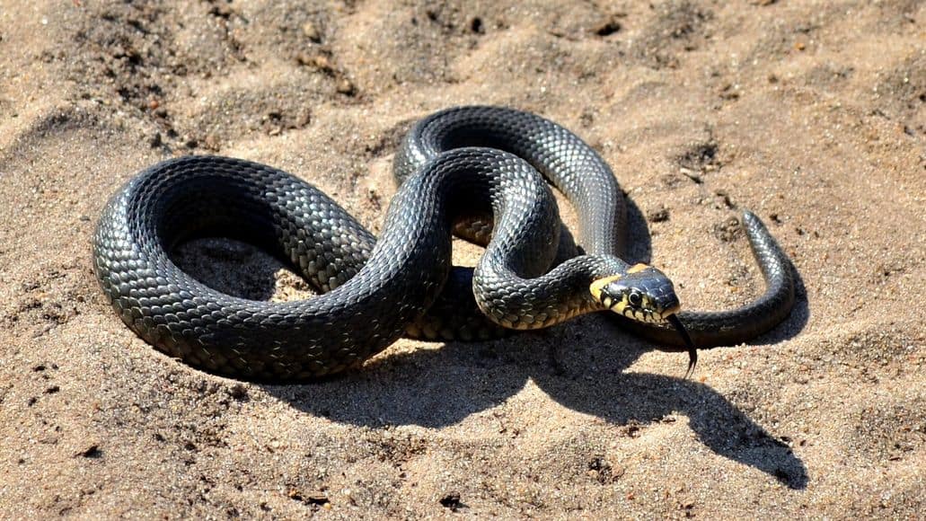 Snake in a hot desert climate