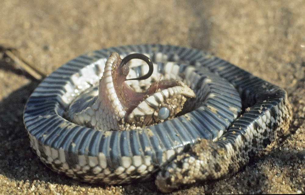 snake having seizure