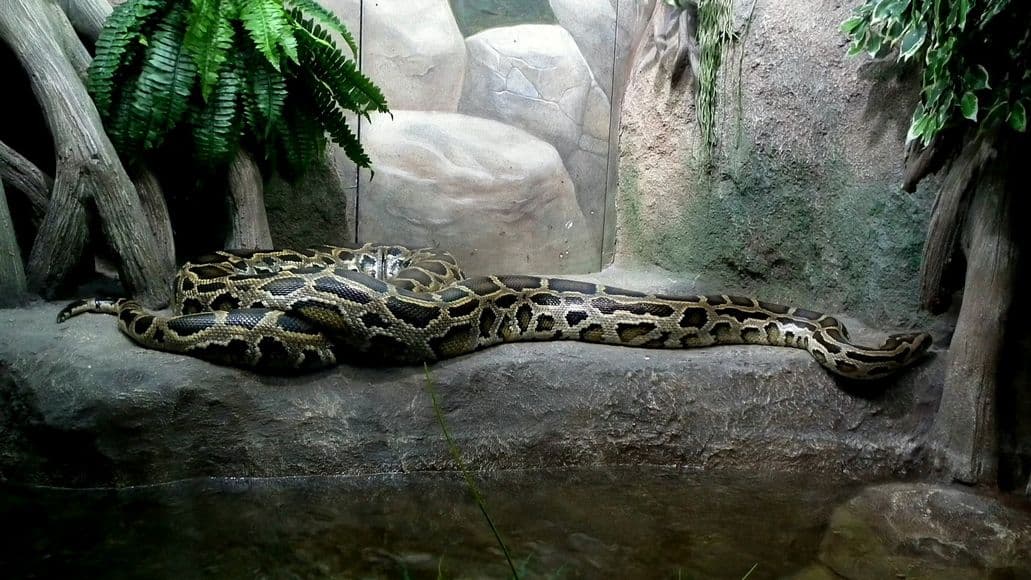 Snake in a large terrarium with tropical environment