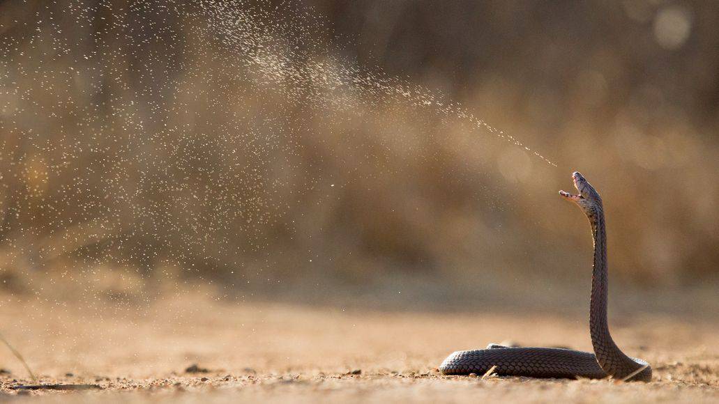 Spitting cobra shooting venom