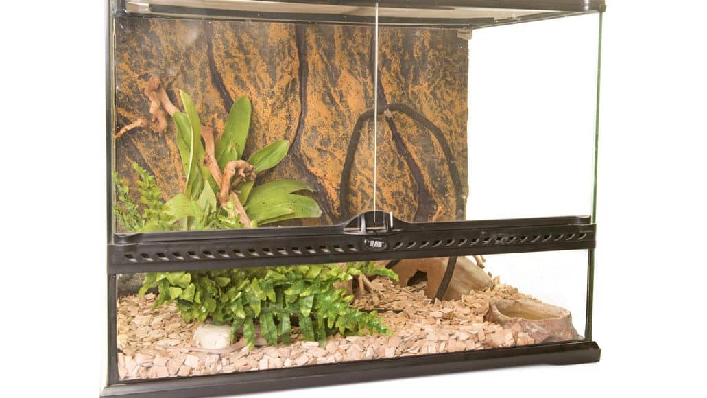A clean enclosure for snakes