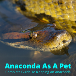 Anaconda As A Pet: Complete Guide To Keeping An Anaconda