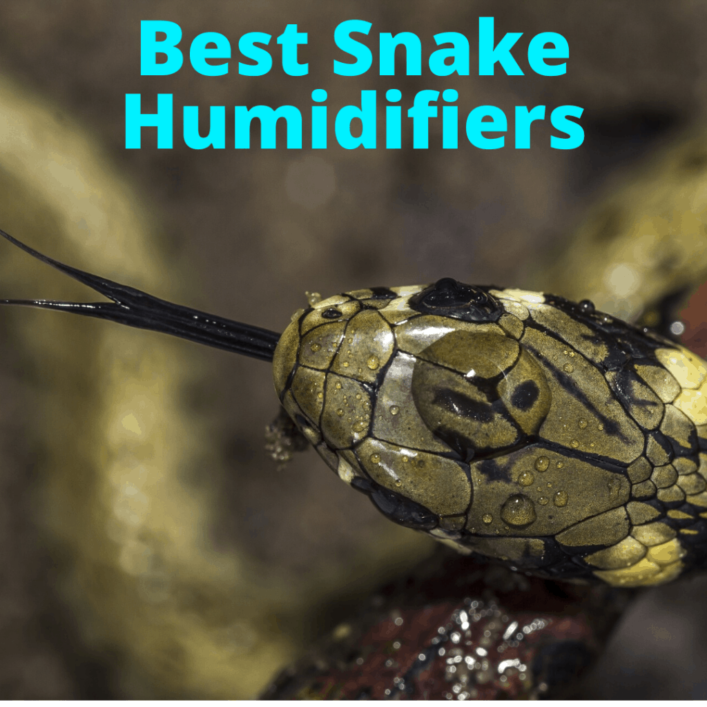 Snake Humidifier Snake Humidifier (Best Snake Enclosure Humidifiers On The Market)