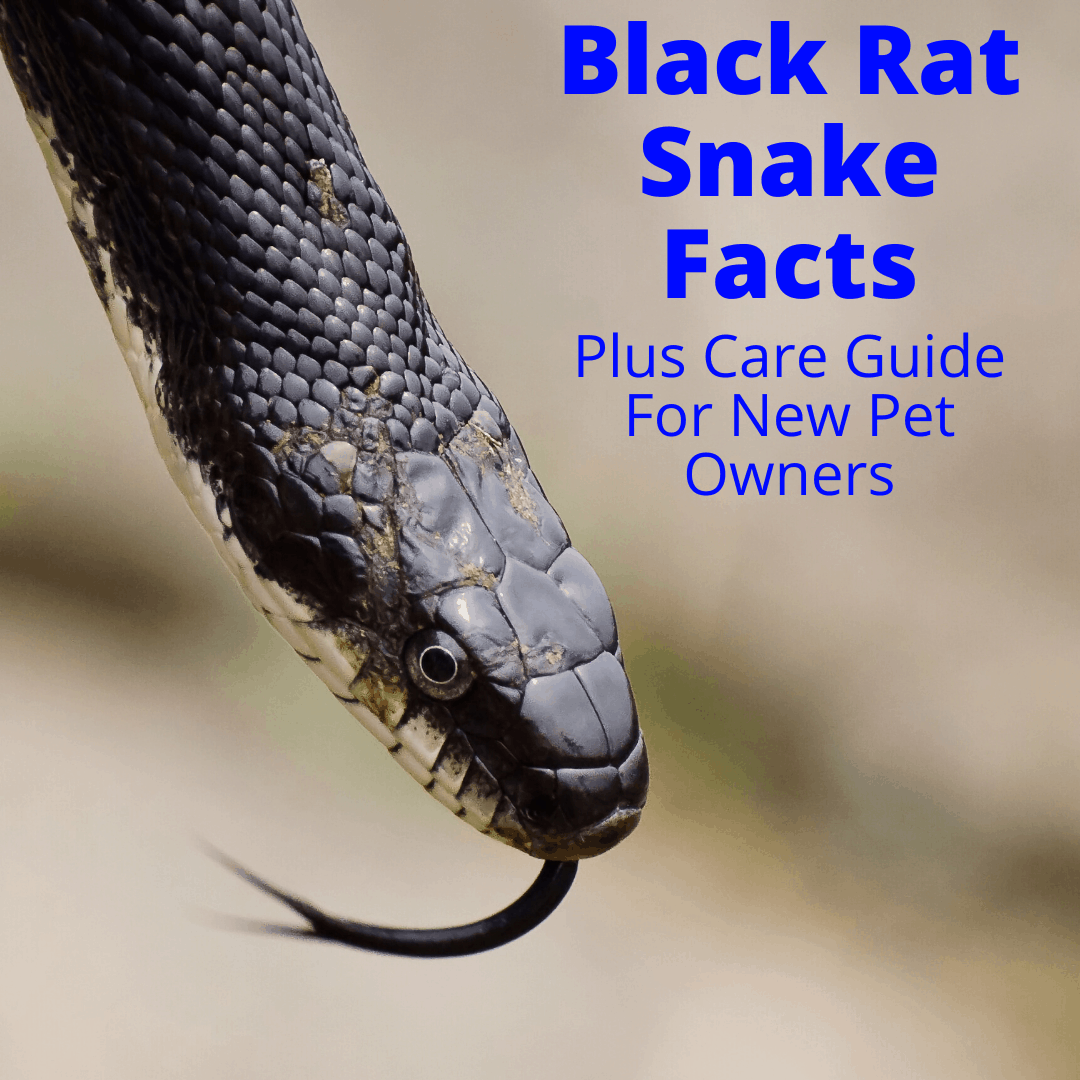 Black rat snake facts