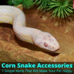 Corn Snake Accessories