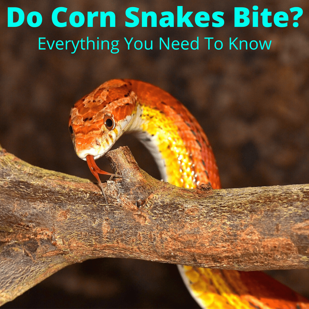 Do Corn Snakes Bite Everything You Need To Know,Pet Fennec Fox