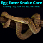 Egg eater snake