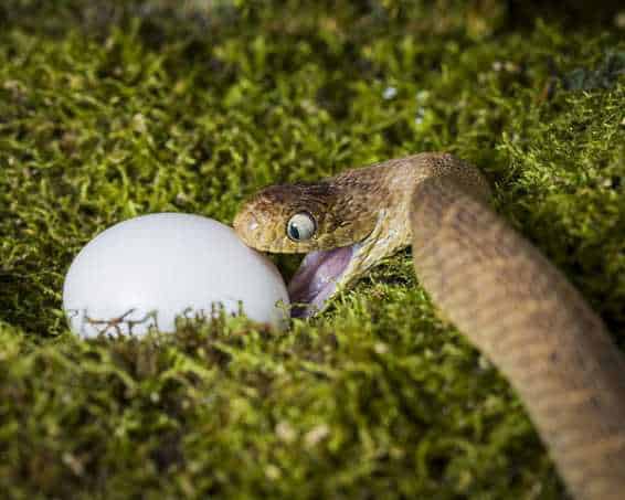 Snake about to eat an egg