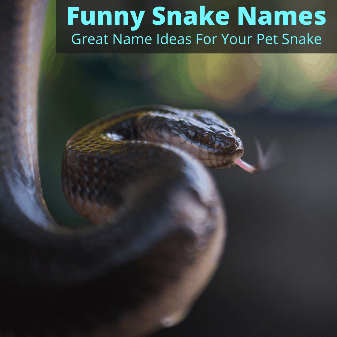 Funny Snake Names (Great Name Ideas For Your Pet Snake)