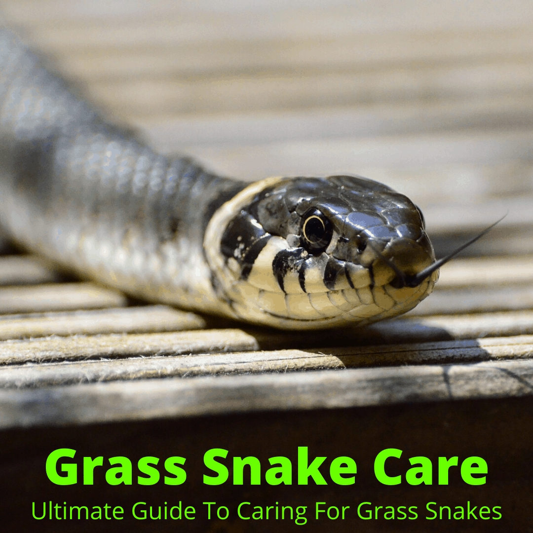 Grass snake care