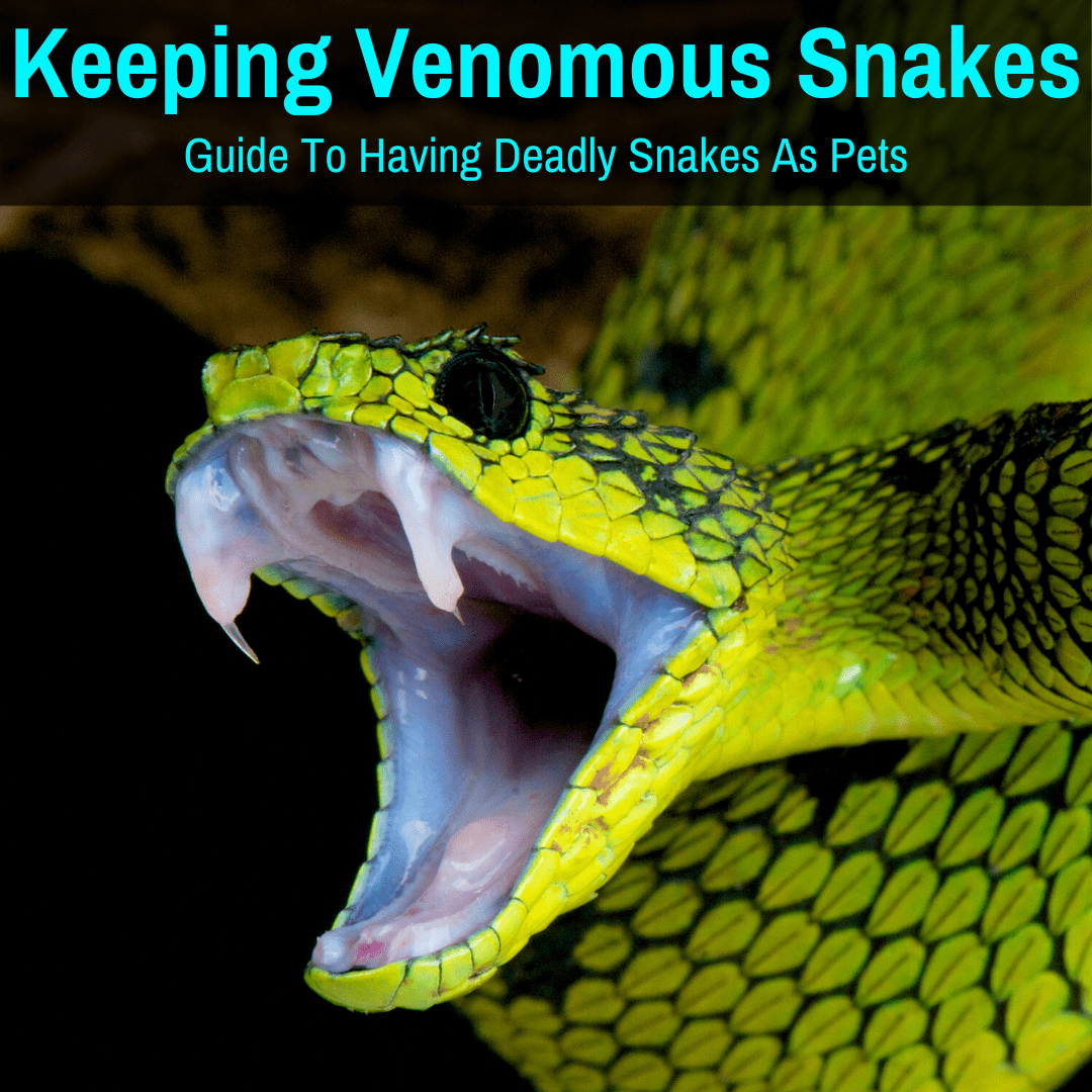 Keeping venomous snakes - A Guide To Keeping Deadly Snakes as Pets