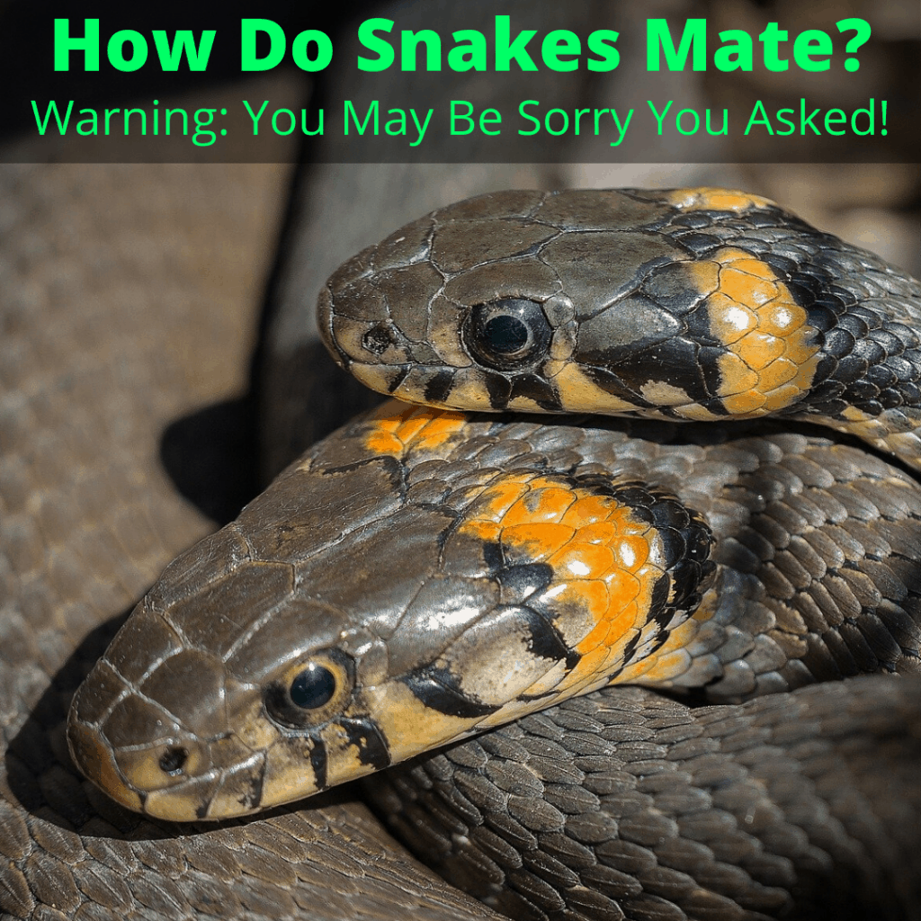How Do Two Snakes Mate at Hazel Anderson blog