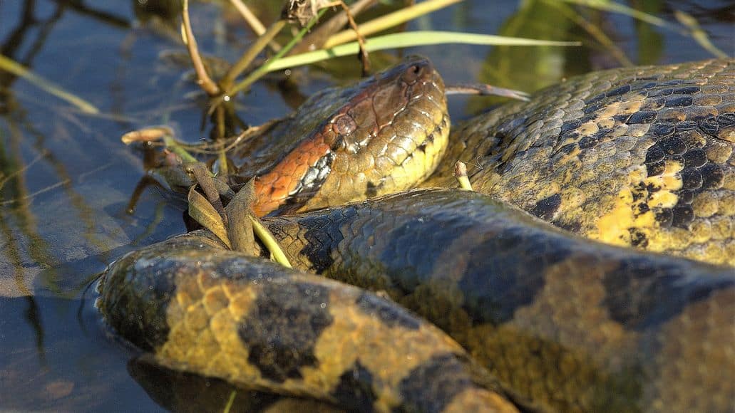 Anaconda in water