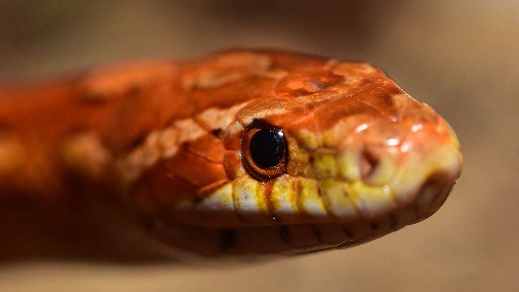 Corn snake with clear eyes
