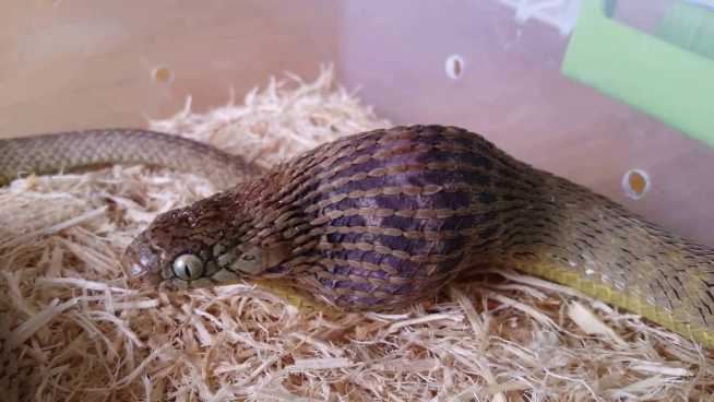 Egg eater snake enclosure