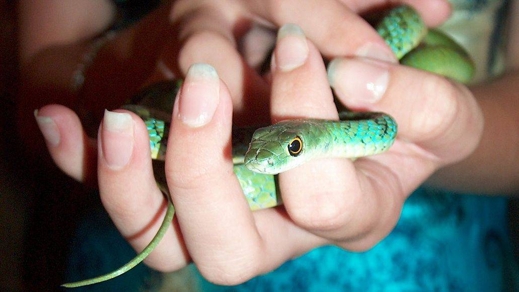 Friendly snake in hand